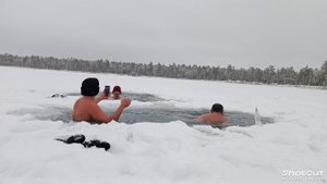 моржи Муравленко