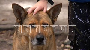 Избиение собаки детьми, удивившее жестокостью, оказалось не тем, чем кажется