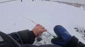 Первый лёд 25-26. Боремся с песцами за рыбу.