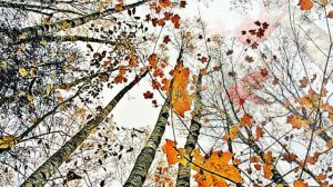 ОКТЯРЬ  Люблю октябрь, угрюмый месяц, люблю обмершие леса...