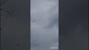 голуби Ломова