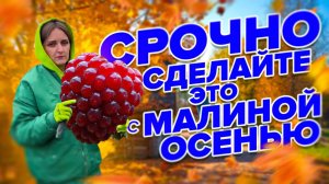 ГОТОВИМ МАЛИНУ К ЗИМЕ!