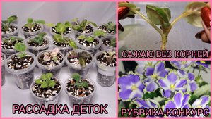 Рассадка деток фиалок. Сажаю детки без корней. Рубрика-конкурс.