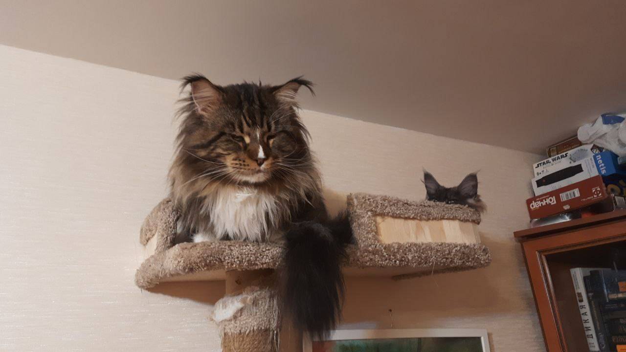 Кот Куар весна 2025