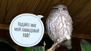 Сыч Лучик получает от жизни всё! Маленькие совы ужинают мясами.Показываю свои самые длинные растения