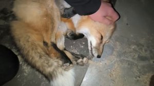 лисика обыкновенная #уралиса