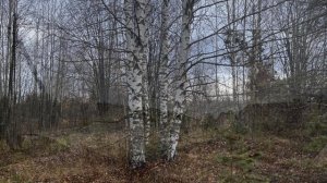 с.Пеньки.Костр.обл._Осень_