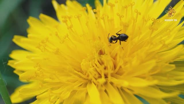 Бөҗәкләр дөньясы санитарлары | Гаҗәеп дөнья серләре