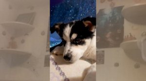 хэллоуинскаяпроклятие