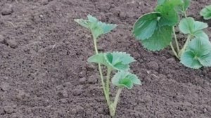 Удобрения при посадке клубники осенью, сидераты мне сеять нельзя