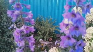 9, 10.09. Дача. Лук ))). Газон. Неудача..