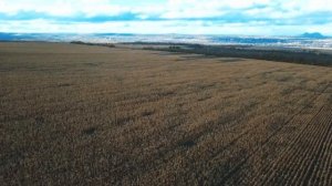 В моменте…осень на полях