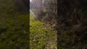 гуляем с собакой