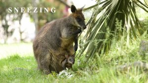 ЧИХАНЬЕ | - 𝗔 - | 𝐋 𝐀 𝐁 𝐎 𝐑 𝐀 𝐓 𝐎 𝐑 𝐘 | 𝐒 𝐍 𝐄 𝐄 𝐙 𝐈 𝐍 𝐆