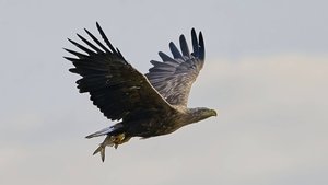 Вещание Гамаюна 1. Орлан-белохвост 2025