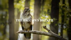 ДЫХАНИЕ СОКОЛА | 𝐓𝐇𝐄 𝐅𝐀𝐋𝐂𝐎𝐍'𝐒 𝐁𝐑𝐄𝐀𝐓𝐇
