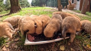 Как выкормить 10 щенков КАРЕЛО-ФИНСКОЙ ЛАЙКИ - 31-ЫЙ ДЕНЬ! :: How to FEED the cubs of FINNISH SPITZ?