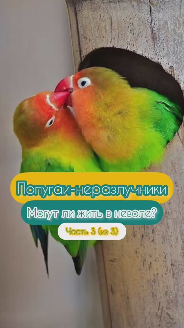 Слышали про таких необычных птичек?