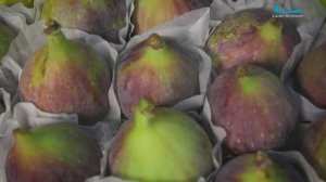 Секреты выбора идеального инжира