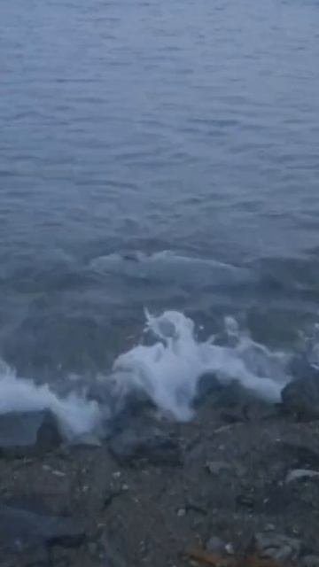 Нерпы в Лидовке: кто ответит за гибель? К делу подключилась прокуратура. смотреть онлайн