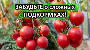 Обзор 6 УДОБРЕНИЙ, от которых ВЗРЫВ урожая! Личный опыт