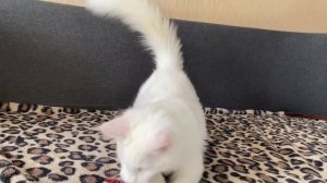 Купить котенка мейн-кун можно в нашем питомнике