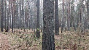 В лесу: Буревестник, Посейдон, ядерные испытания - разбираемся, что происходит и почему. Недопрогноз