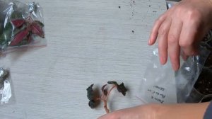 Осень приносит свежие цветы. В посылке — фуксии, бегонии и бальзамины.