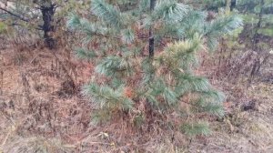 Подрастает кедр в Родовом селении Жива