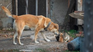 "РАССЫПУХА"... (Фото Артёма КАРПОВА (Самара) - Играет Виктор ГРИДИН (баян))