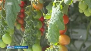 Свыше четырех тысяч тонн тепличных томатов собрали в теплицах Предгорья