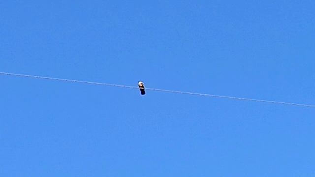 Друзья, подскажите как называется эта птица? Очень крупная, белая грудка, хвост прямой, черный. смотреть онлайн