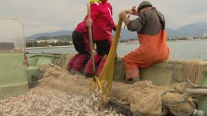 В Сочи начался сезон ловли барабули