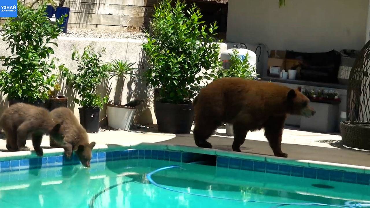 Медведица с медвежатами пришла искупаться в бассейн