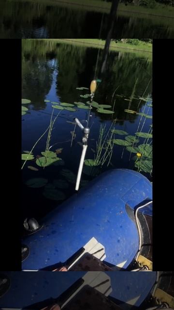 Ленобласть. Хвойное. 10.07.2024. Вуокса. Рыбалка. Пойманная щука на поплавочную удочку на хлеб