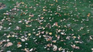 29=10=2025  КРАСНОДАР.  ПАРК  С.  ГАЛИЦКОГО . ОСЕНЬ.  (262)