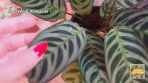 Калатея| Пересадка| Суккуленты|Эхиверия |🌿🫶