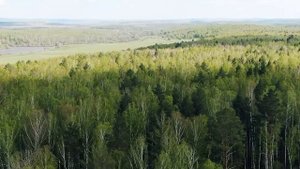 🎵💚 Планета, дыши - пой с Siberian Wellness ❄ Сибирское Здоровье #sw #100га