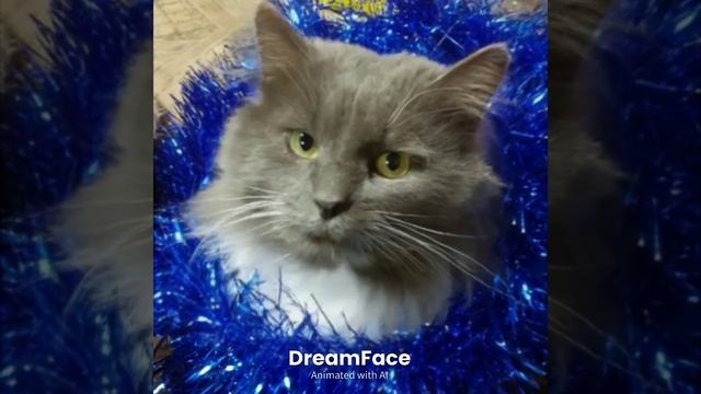 Солист нашего дома. смотреть онлайн