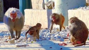 ДЕД и ПЭДРО включили режим ТИРАНИИ! Родители, БЕРЕГИТЕ детей! ПОЛЕТЕЛИ в ДОМ2 мясо и ГРОМКИЙ перец!