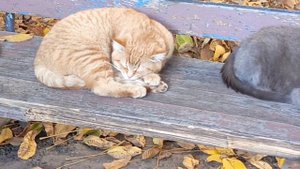 Котик осень и котик зима😻