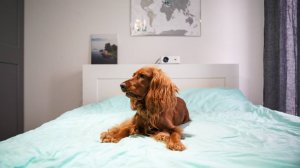 Слишком много? В России хотят ввести норму жилплощади для домашних животных