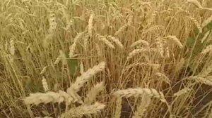 Три зернышка