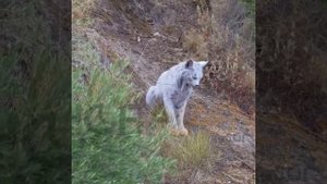 В Испании впервые в истории сняли белую рысь.