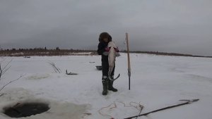 Рыбалка на реке. Налим на перемёт. Удача!!!