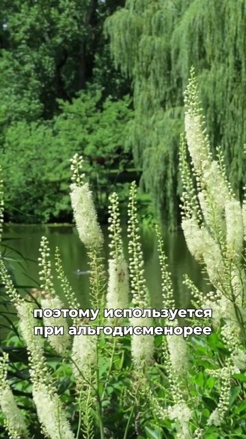 спасает при климаксе и ПМС смотреть онлайн