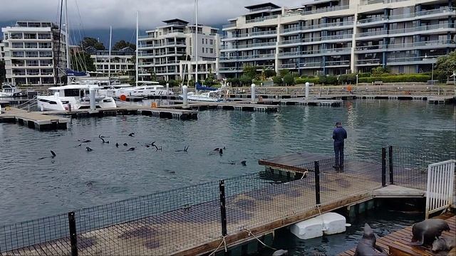 яхтам котики не помеха