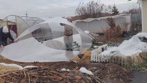 Накрывает теплицу поликарбонатом. Дневник за 30 октября 2025 год