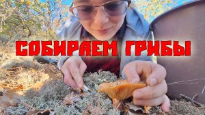 Рыжики и «мышата» в Крыму! Что собираем в лесу в конце октября?