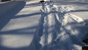 В поисках хариуса